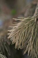 Yellowed withered spruce branch close-up. A concept for cleaning a Christmas tree. photo
