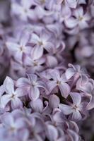 beautiful lilac branches close-up. Background. photo