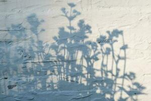 The shadow of flowers on a white plastered wall. Background. photo