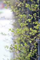 Branches of a bush with green leaves peeking through a wrought-iron fence. photo