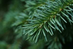 A branch of a fir tree in the park in close-up. photo