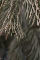 Yellowed withered spruce branch close-up. A concept for cleaning a Christmas tree. photo