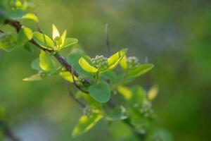 un rama con joven hojas en natural condiciones en primavera. foto
