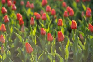 Red tulips on a street flower bed. photo