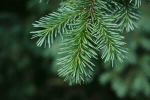 A branch of a fir tree in the park in close-up. photo