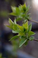 A branch with young leaves in natural conditions in spring. photo