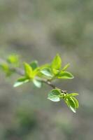 A branch with young leaves in natural conditions in spring. photo