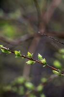 A branch with young leaves in natural conditions in spring. photo
