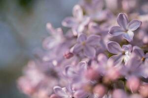 beautiful lilac branches close-up. Background. photo