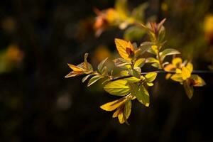 A branch with young leaves in natural conditions in spring. photo