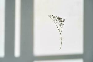 A twig on a white background in the rays of sunlight. Beautiful abstract background. photo