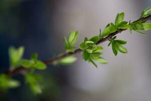 A branch with young leaves in natural conditions in spring. photo