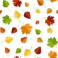 Multicolored autumn seamless pattern of autumn maple and birch leaves on a white or transparent background vector