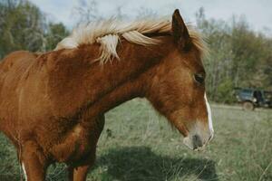 Herd of horses in the field nature mammals landscape animals photo