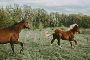 caballo en el campo caminar naturaleza animales paisaje foto