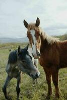 nature fields horses mammal animals landscape unaltered photo