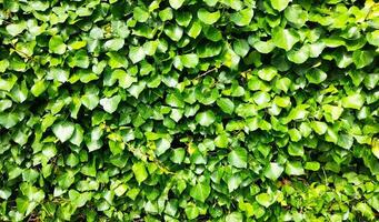 Backdrop and texture of green leaves of natural wall photo