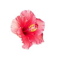 Red spring flower isolated on white background. photo