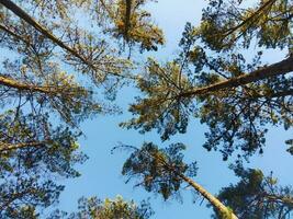 Trees in the forest, bottom view, with thin trunks and green foliage, tree tops against the sky. photo