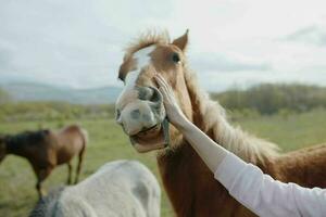 caballo en el campo mamífero naturaleza animales mamíferos paisaje foto