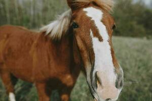 Horse in the field mammals animals nature travel photo