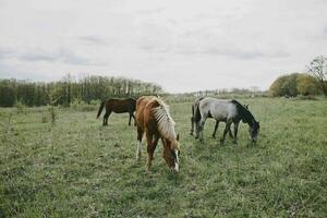 Horse in the field mammal nature animals mammals landscape photo