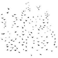 Silhouette sketch of a flock of flying birds, flight in different positions. Takeoff, flying, flight, flutter, hover, soaring, landing vector