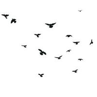 Silhouette sketch of a flock of flying birds, flight in different positions. Hover, soaring, landing, flying, flutter vector