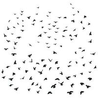 Sketch drawing of a silhouette of a flock of birds flying forward, cling together. Takeoff, flying, flight, flutter, hover, soaring, landing vector