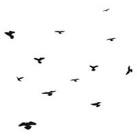 Silhouette sketch of a flock of flying birds, flight in different positions. Hover, soaring, landing, flying, flutter vector