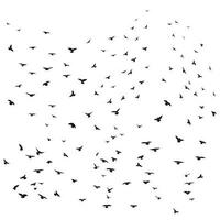 Sketch drawing of a silhouette of a flock of birds flying forward, cling together. Takeoff, flying, flight, flutter, hover, soaring, landing vector