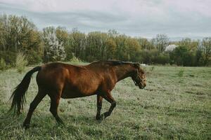 nature fields horses mammal animals landscape ranch photo