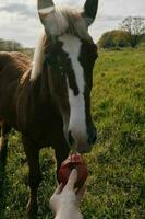 nature landscape horse in the field eating grass animals photo