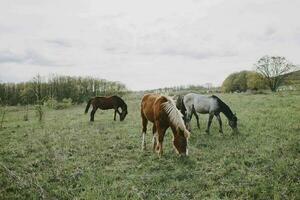 horse outdoors eating grass landscape countryside unaltered photo