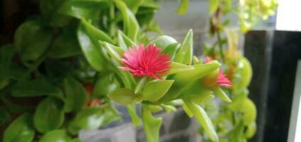 Nature Photography - Baby sun rose flower photo