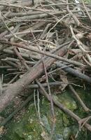 Nature Photography - Pile of Old Twig photo