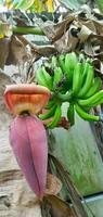 nature photography - Banana Tree blossom photo