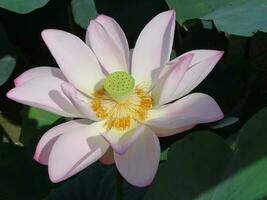 Lotus flower and lotus leaves photo