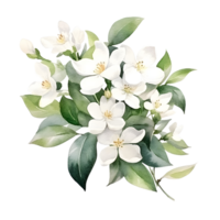 aquarelle floral bouquet illustration, jasmin fleurs. ai généré png