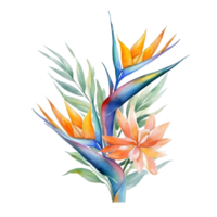 aquarelle floral bouquet illustration, oiseau de paradis fleur png