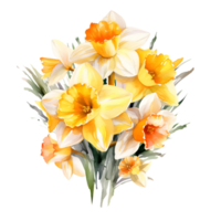Watercolor floral bouquet illustration, daffodil flowers, png