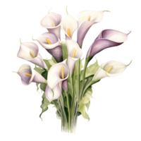 Watercolor floral bouquet illustration, calla lily flowers. png