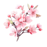 Watercolor floral bouquet illustration, sakura flowers. png