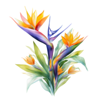 Watercolor floral bouquet illustration, bird of paradise flower png