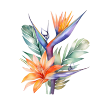 Aquarell Blumen- Strauß Illustration, Vogel von Paradies Blume png