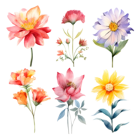 Watercolor floral bouquet illustration, flowers set collection. png