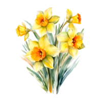 Watercolor floral bouquet illustration, daffodil flowers. png