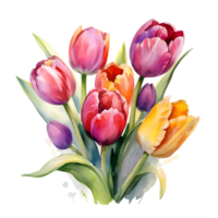 waterverf bloemen boeket illustratie, tulp bloem png