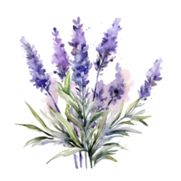 acuarela floral ramo de flores ilustración, lavanda flor png