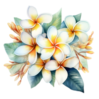 Watercolor floral bouquet illustration, plumeria flowers. png